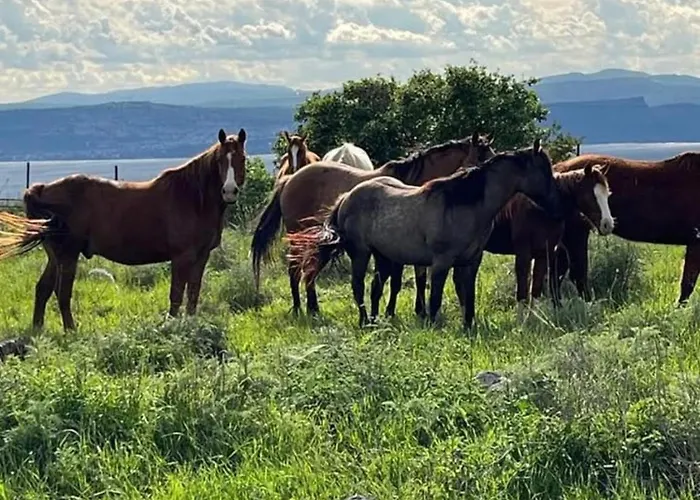 Dei Sogni * 布莱德